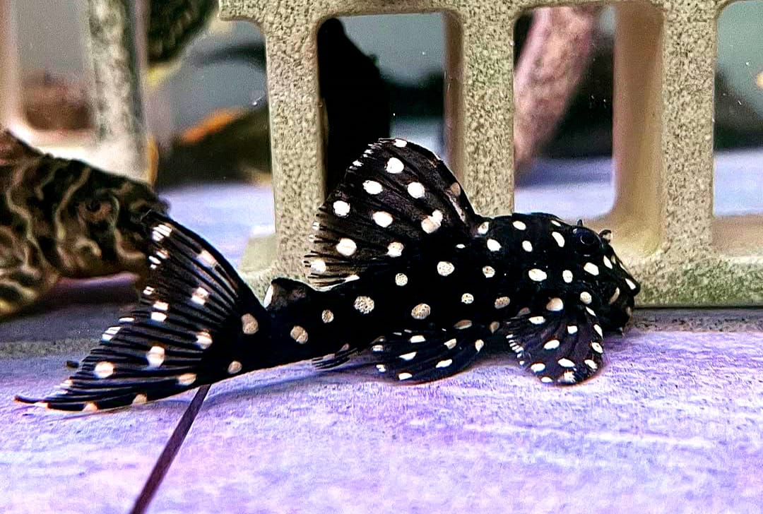 Parancistrus sp. Peppermint Peppermint Pleco, L030, 10-12 cm L 30