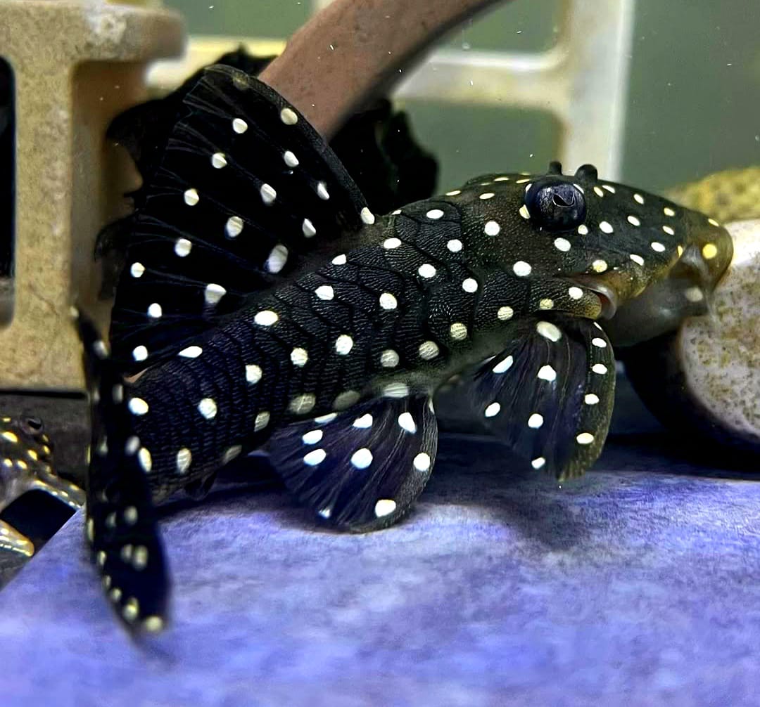 Parancistrus sp. Peppermint Peppermint Pleco, L030, 10-12 cm L 30