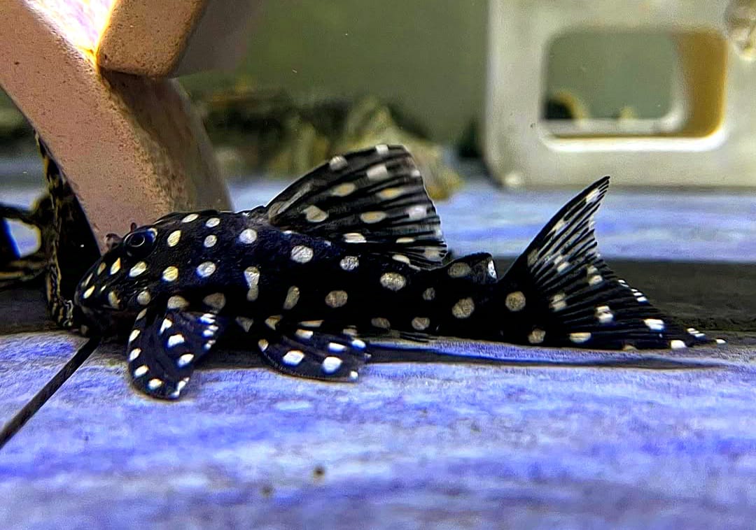 Parancistrus sp. Peppermint Peppermint Pleco, L030, 10-12 cm L 30