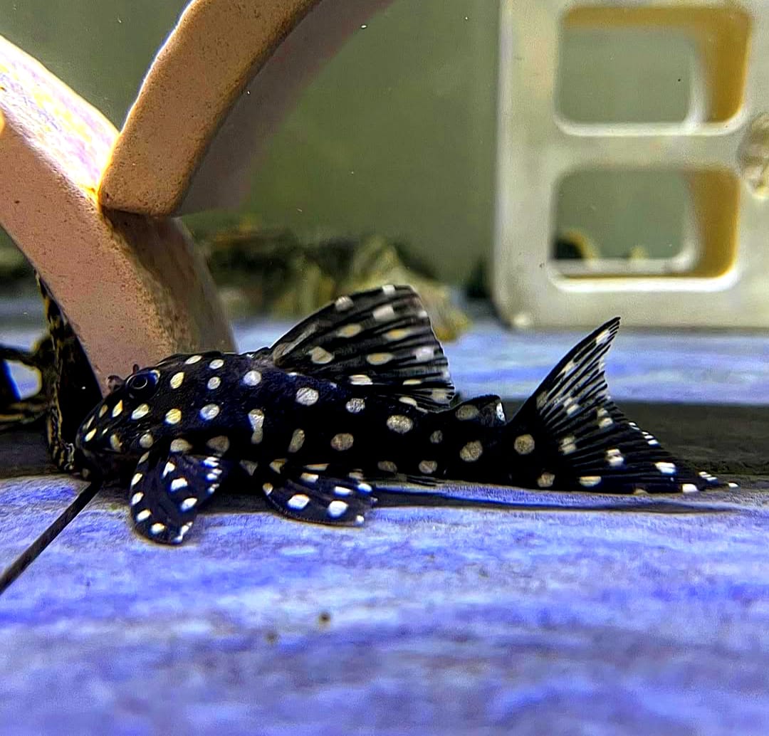 L201 - Orinoco-Engelsharnischwels - Hypancistrus sp. ca 5-8 cm