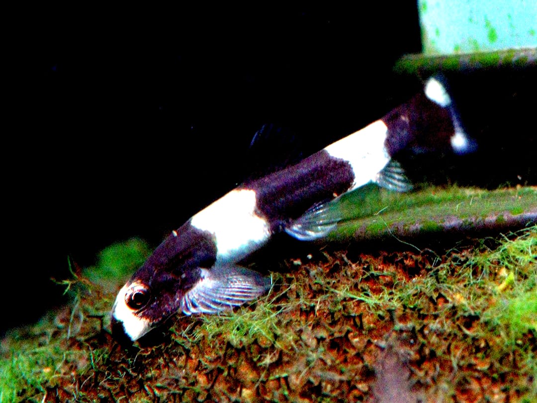 Pandaschmerle - Yaoshania pachychilus