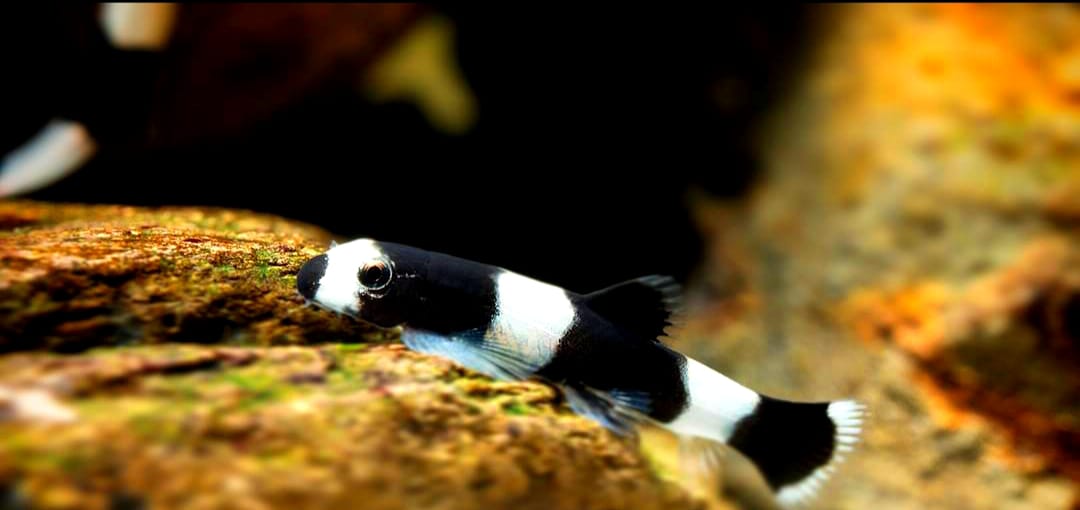 Pandaschmerle - Yaoshania pachychilus