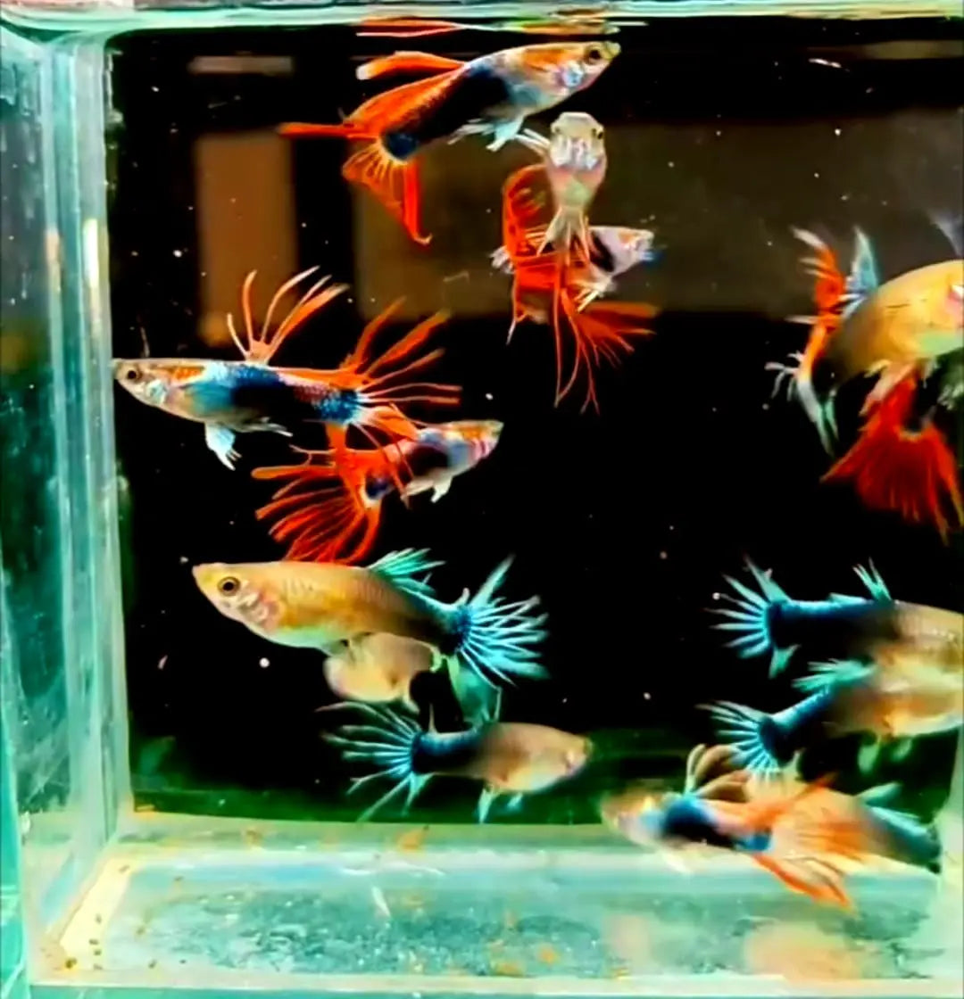 Hochzucht Guppys - ❤️ Crowntail Red AquaTimo