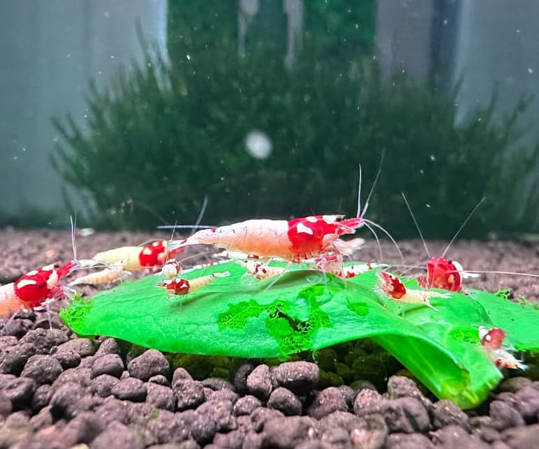 Caridina logemanni - Zwerggarnele „Flower“