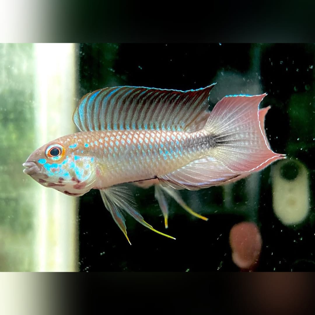 Apistogramma flabellicauda – Der seltene Fächer-Schwanz-Zwergbuntbarsch