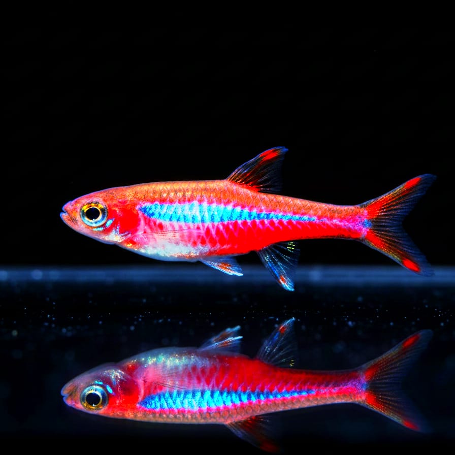 Moskitobärbling – Boraras brigittae