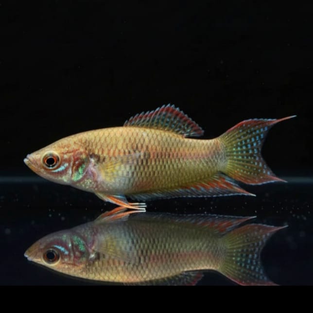 Macropodus opercularis (Paradiesfisch) Gurami