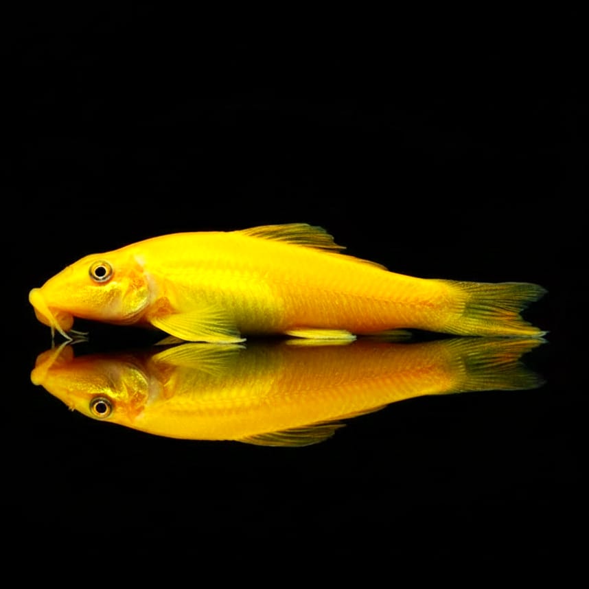 Saugschmerle (Gyrinocheilus aymonieri)