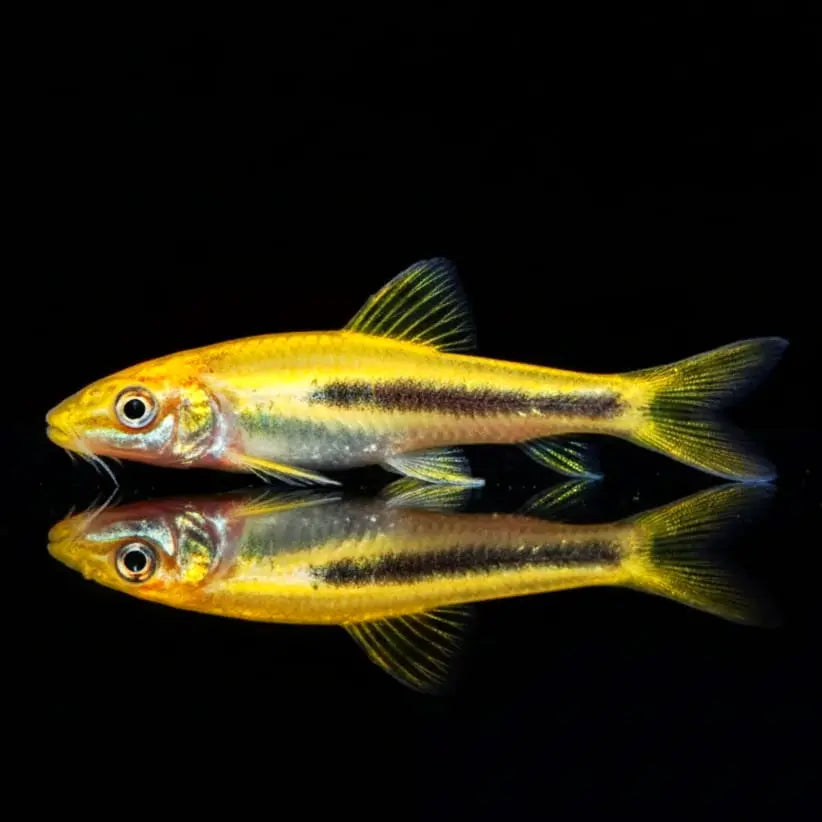 Saugschmerle (Gyrinocheilus aymonieri) AquaTimo