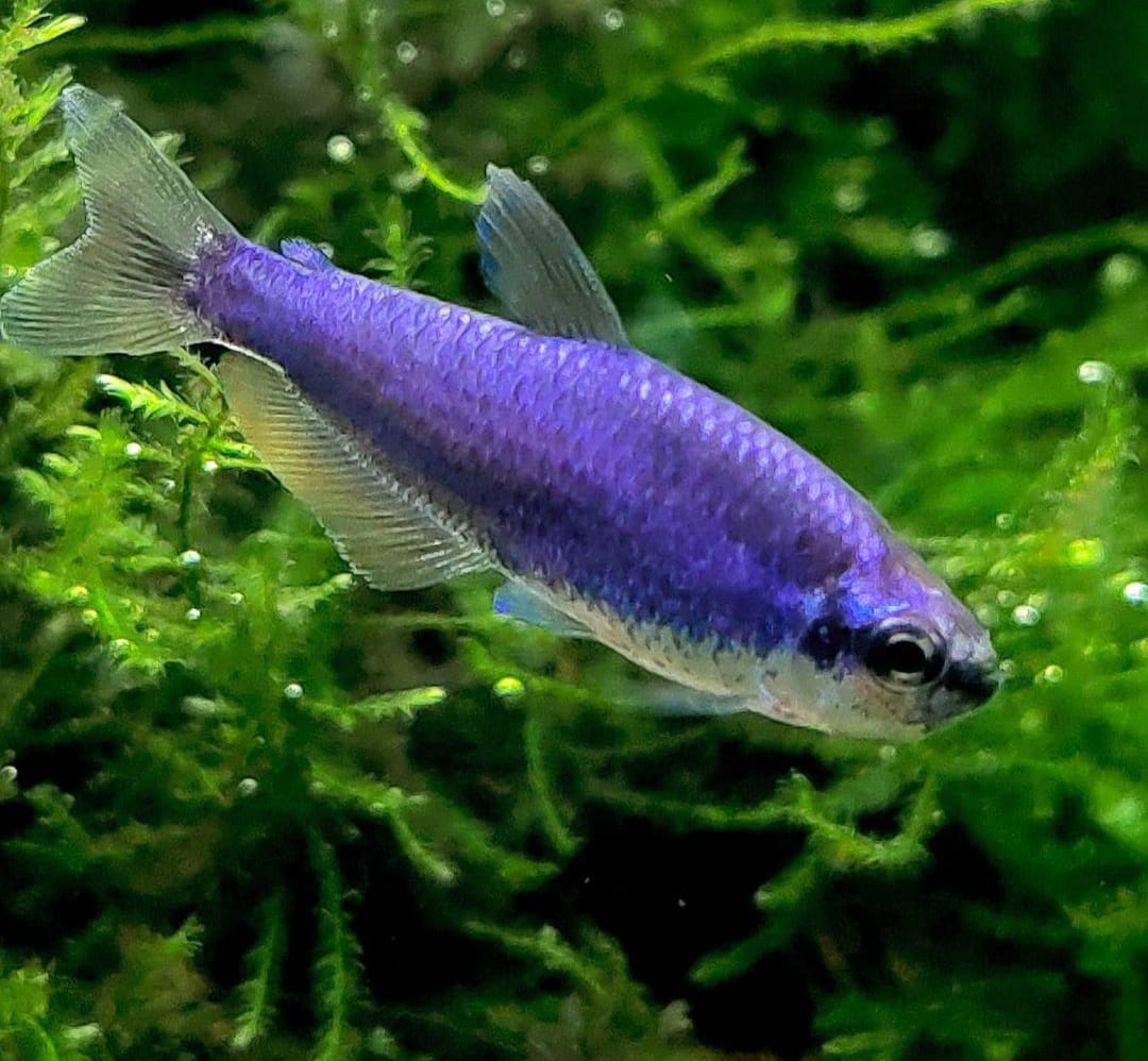 Inpaichthys kerri super blue - Königssalmler
