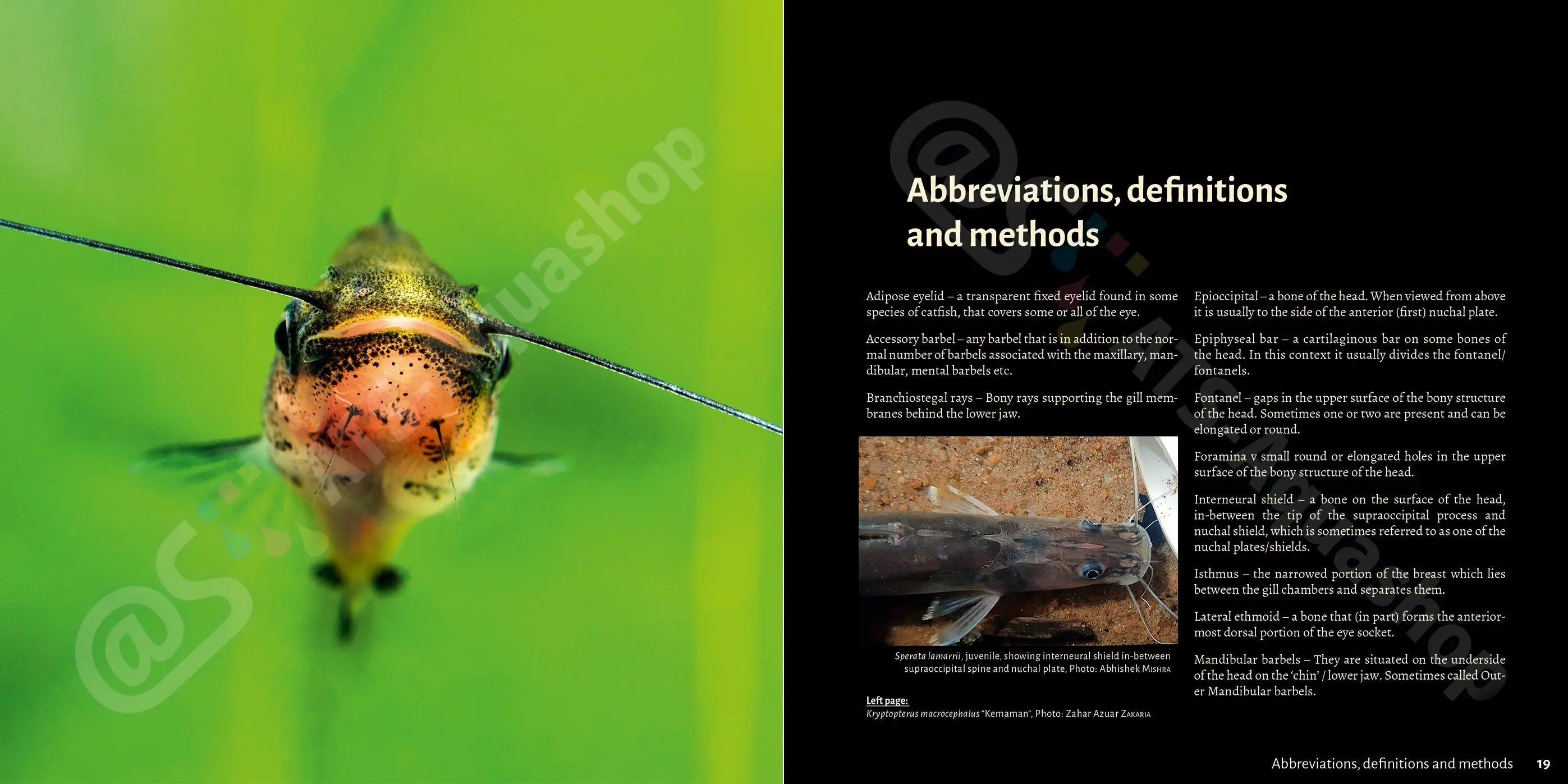 Buch über asiatische Welse Dähne Aquaristik