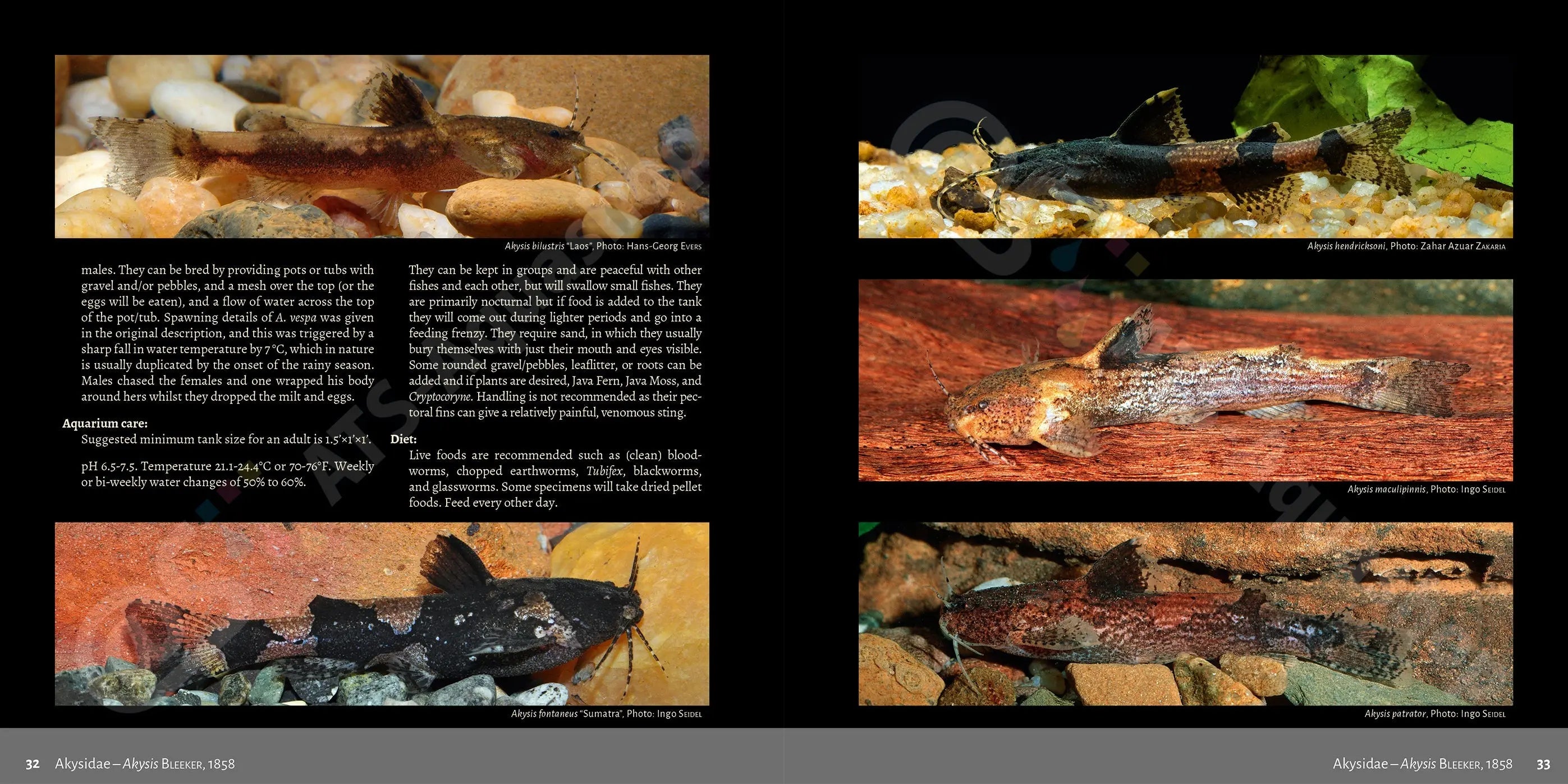 Buch über asiatische Welse Dähne Aquaristik