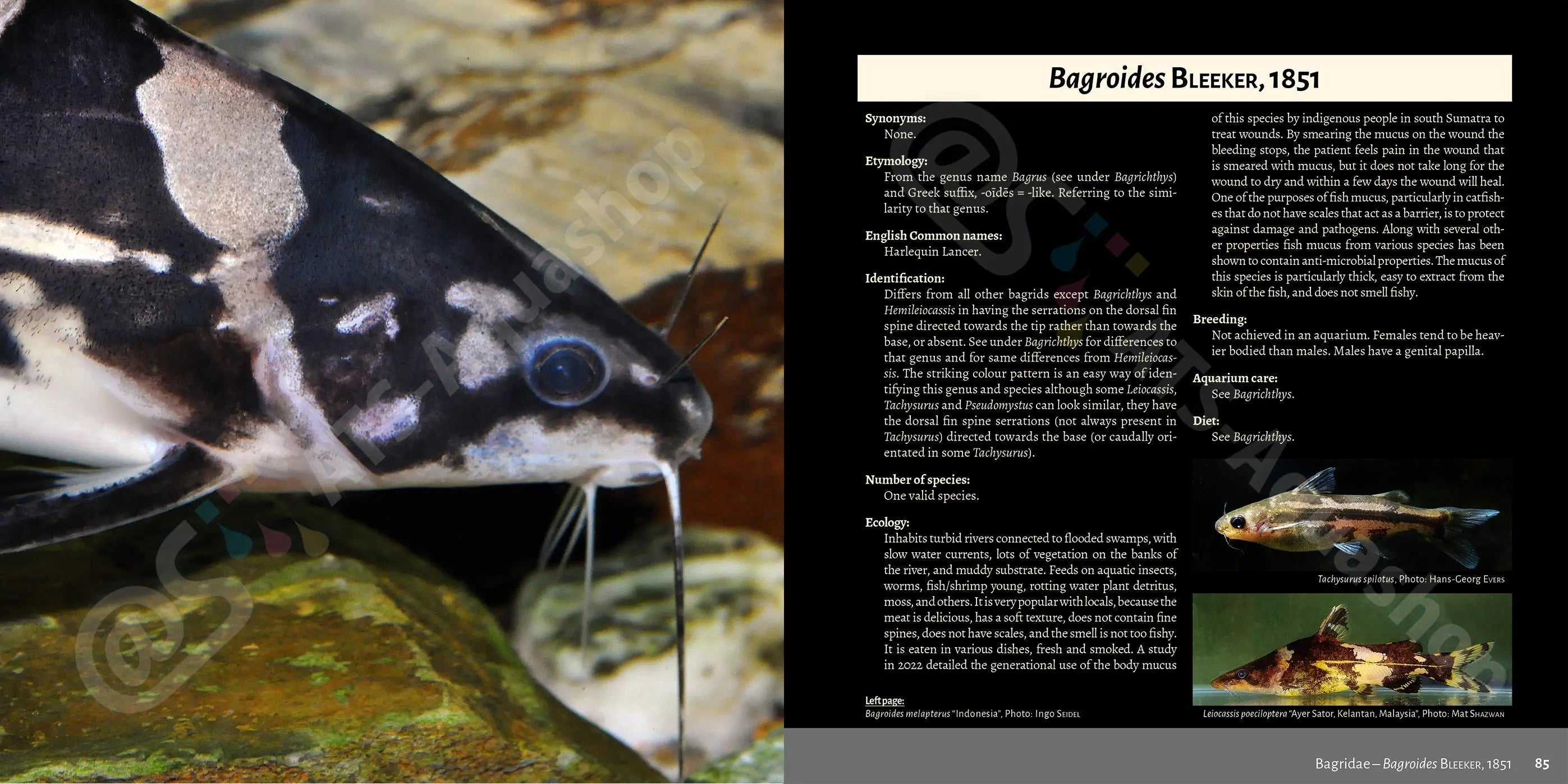 Buch über asiatische Welse Dähne Aquaristik