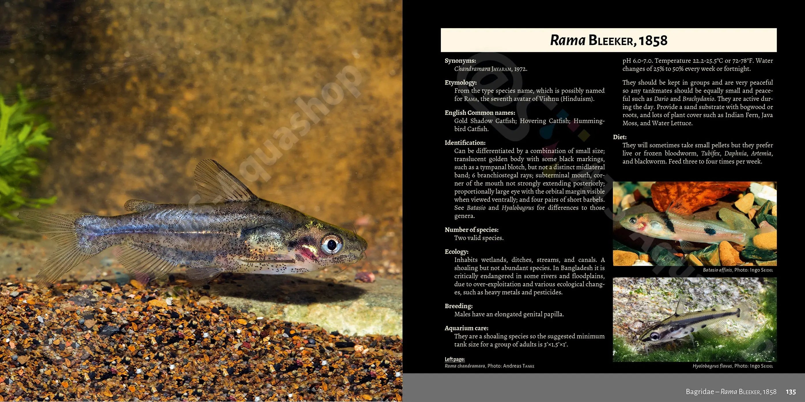 Buch über asiatische Welse Dähne Aquaristik