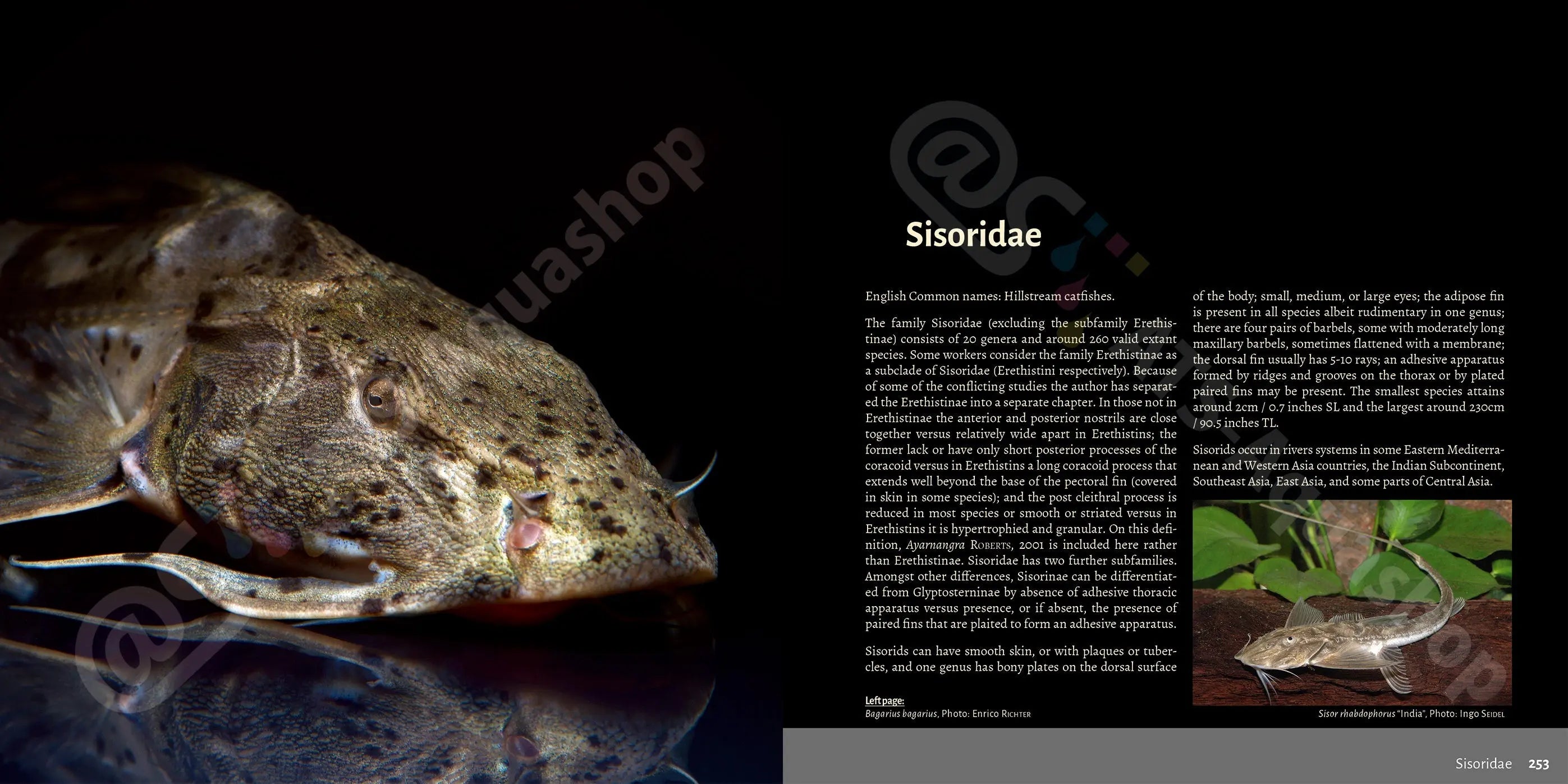 Buch über asiatische Welse Dähne Aquaristik