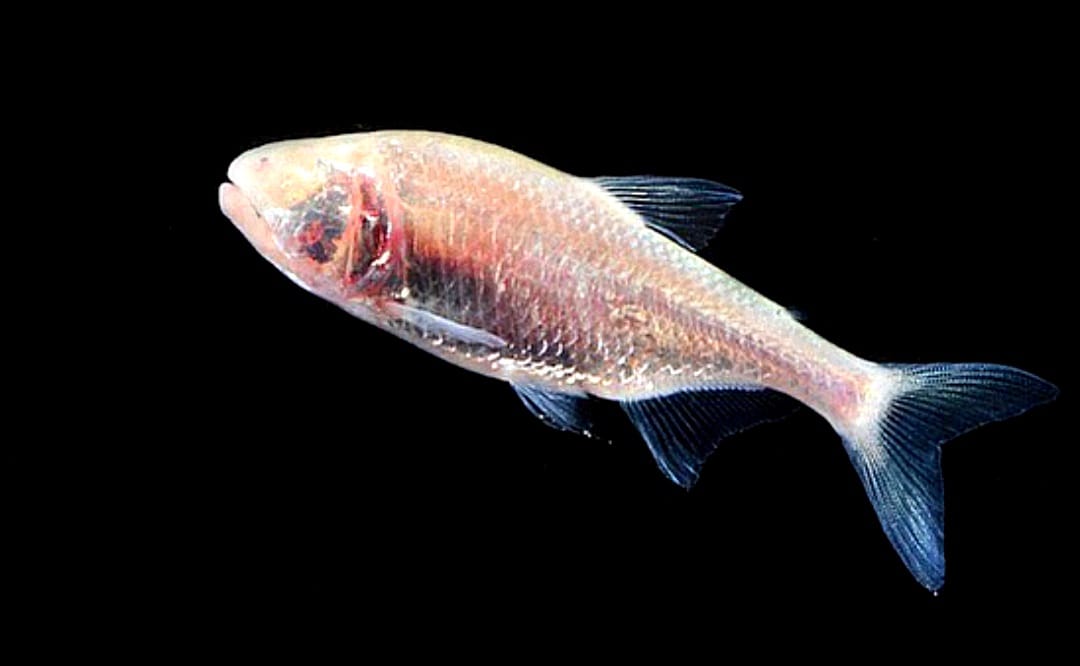 Blinder Höhlensalmler – Der faszinierende Bewohner aus den Tiefen der Höhlenwelt