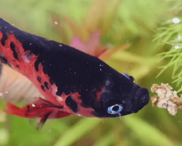 NatureHolic Betta Booster: Der Multi Color Boost für deine Kampffisch-Show-Kondition 💥🐠 AquaTimo