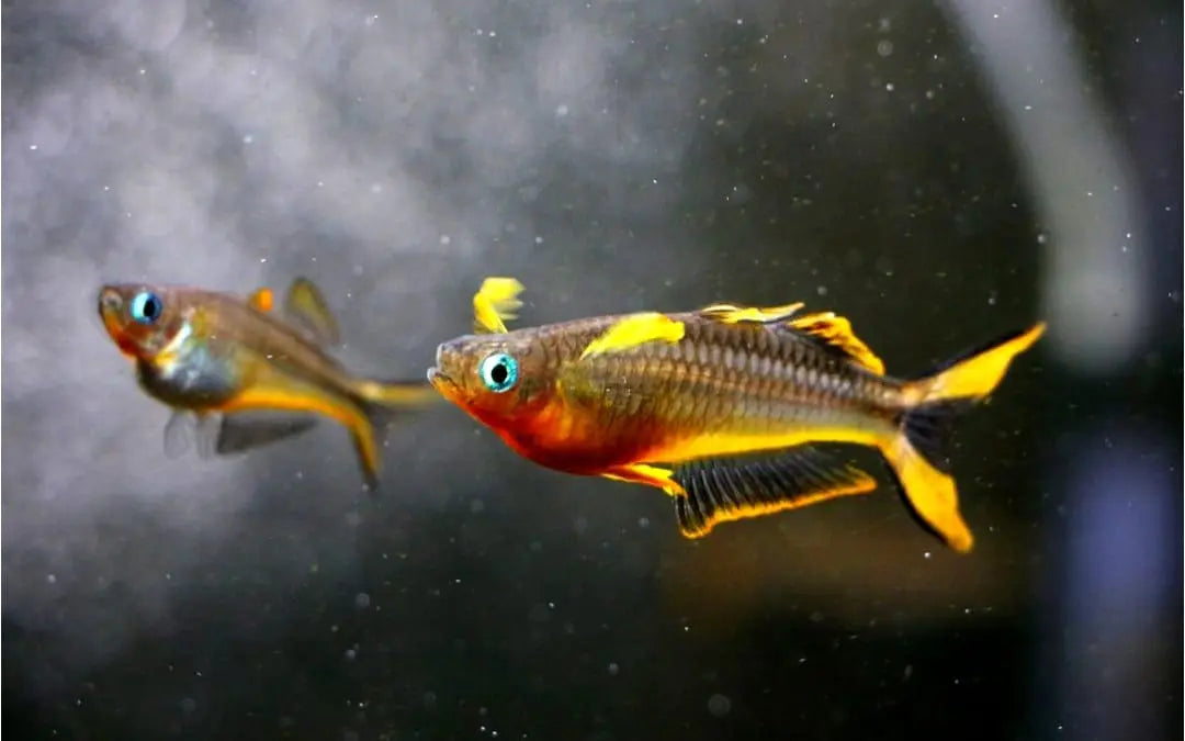 Pseudomugil furcatus – 💛💙Gabelschwanz Blauauge AquaTimo