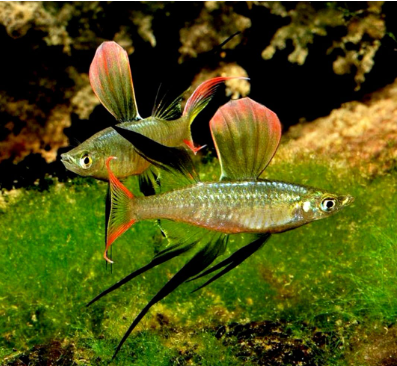 Iriatherina Werneri - Filigran Regenbogenfisch