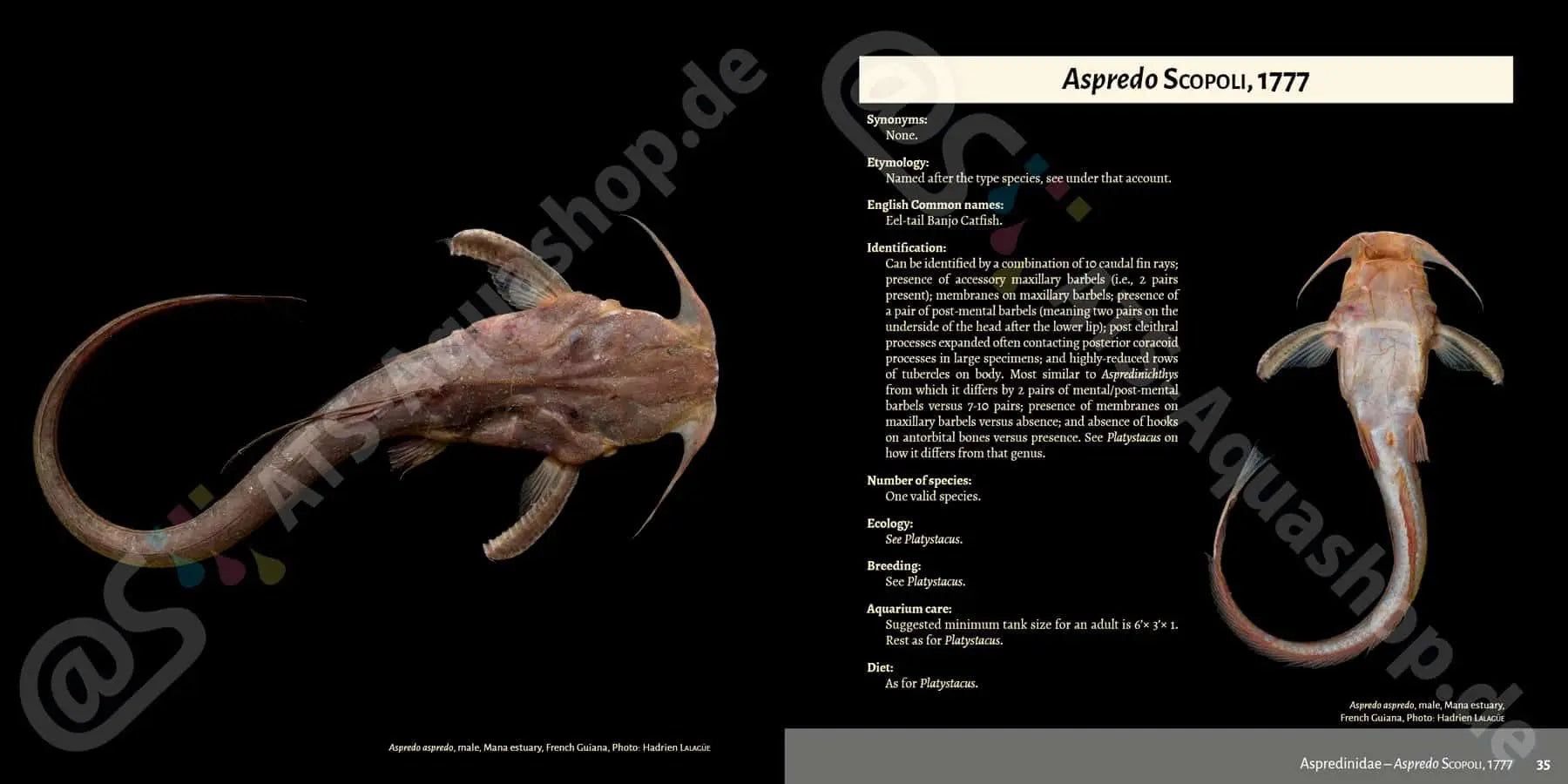 Buch Welsarten Dähne Aquaristik