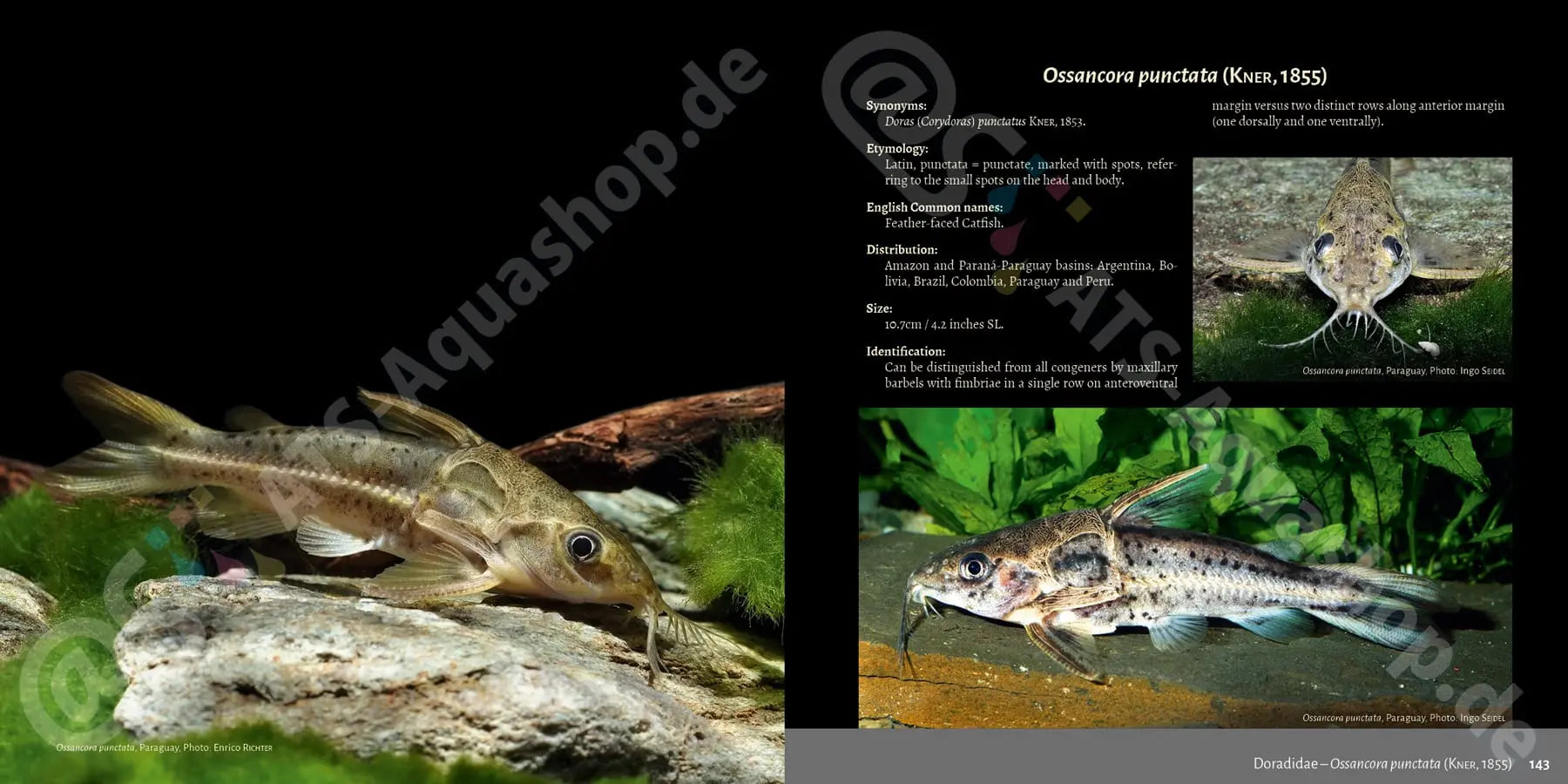Buch Welsarten Dähne Aquaristik