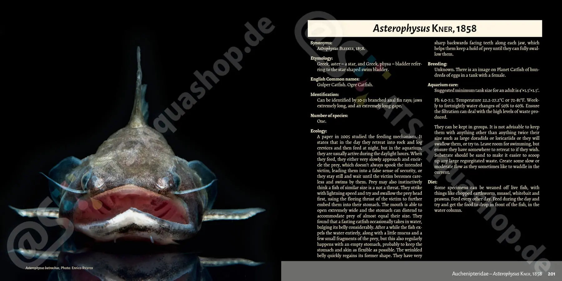 Buch Welsarten Dähne Aquaristik