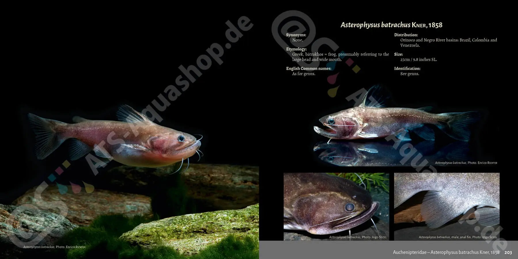 Buch Welsarten Dähne Aquaristik