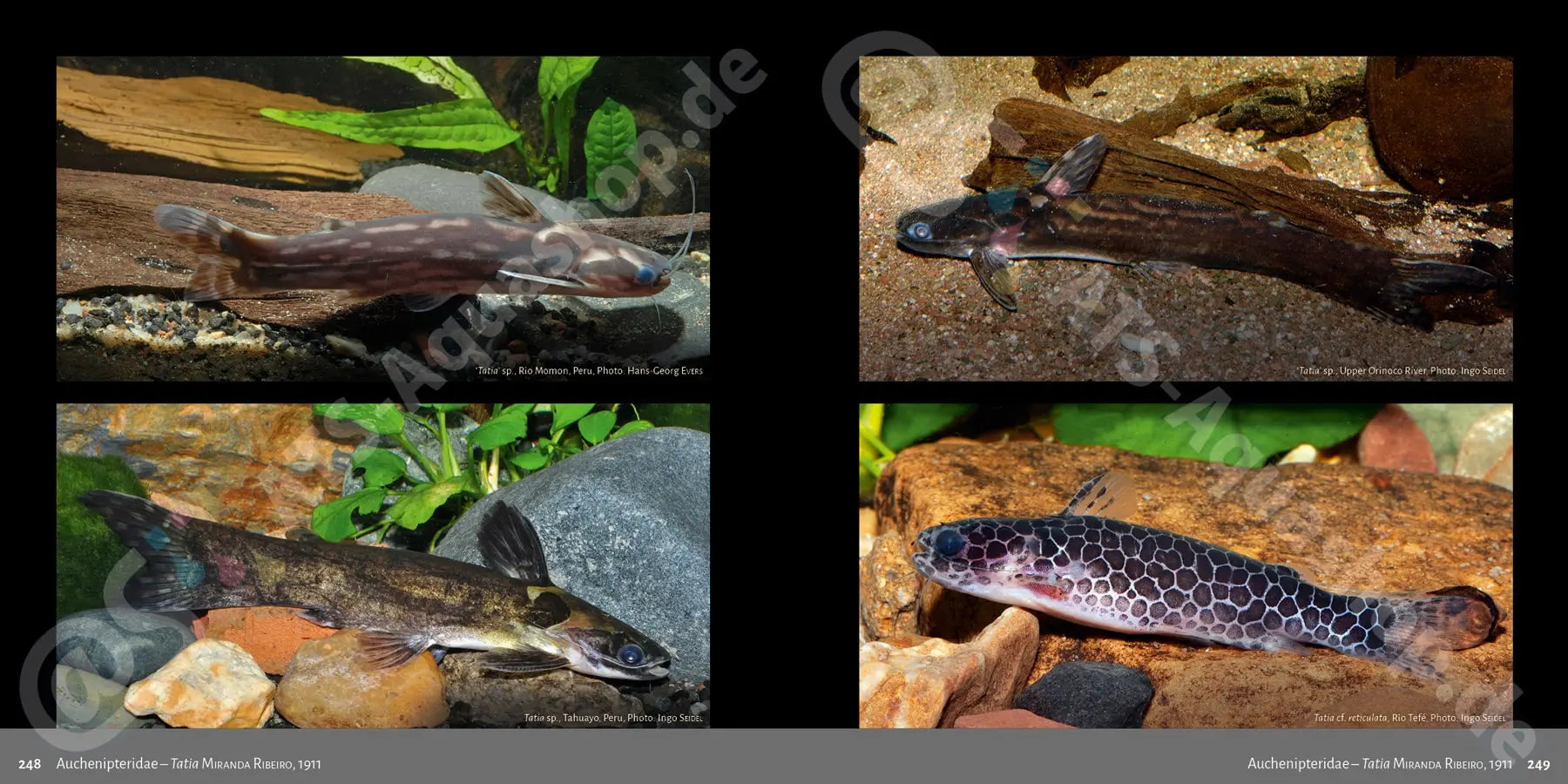 Buch Welsarten Dähne Aquaristik