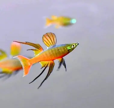 Iriatherina Werneri - 🧡 Filigran Regenbogenfisch AquaTimo