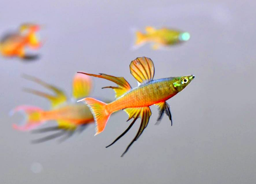 Iriatherina Werneri - Filigran Regenbogenfisch