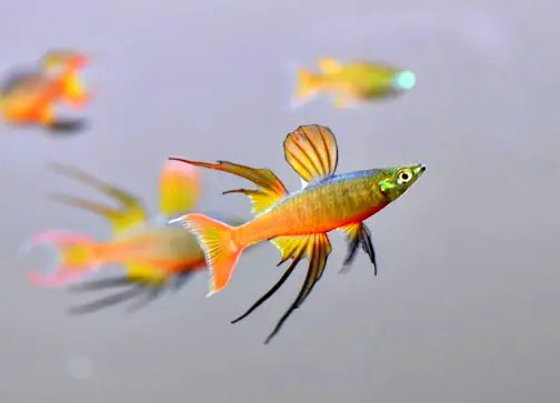 Iriatherina Werneri - 🧡 Filigran Regenbogenfisch AquaTimo