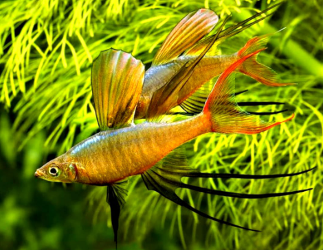 Iriatherina Werneri - Filigran Regenbogenfisch