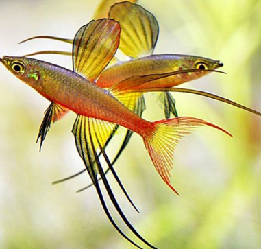 Iriatherina Werneri - Filigran Regenbogenfisch