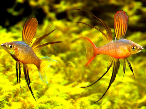 Iriatherina Werneri - Filigran Regenbogenfisch