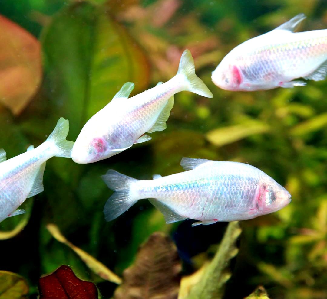 Blinder Höhlensalmler – Der faszinierende Bewohner aus den Tiefen der Höhlenwelt