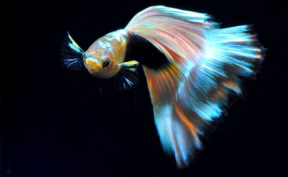 Hochzucht Guppy - White Tuxedo