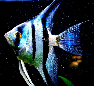 Skalare Dantum ~ aus Liebevoller Zucht !