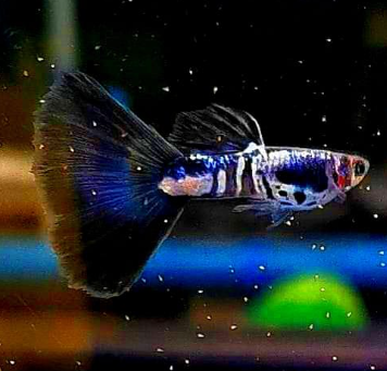 Hochzucht Guppy - Black Cobra