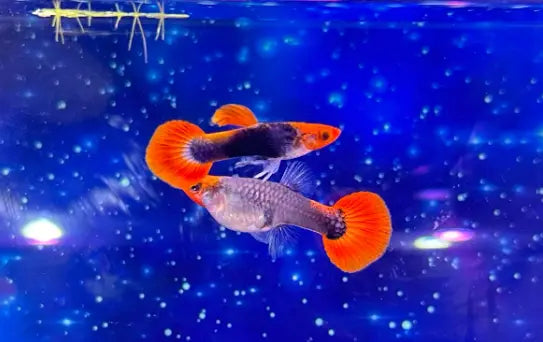 Hochzucht Guppy - 🧡🖤 Red Cap Tuxedo AquaTimo