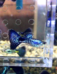 Hochzucht Guppy - Black Cobra