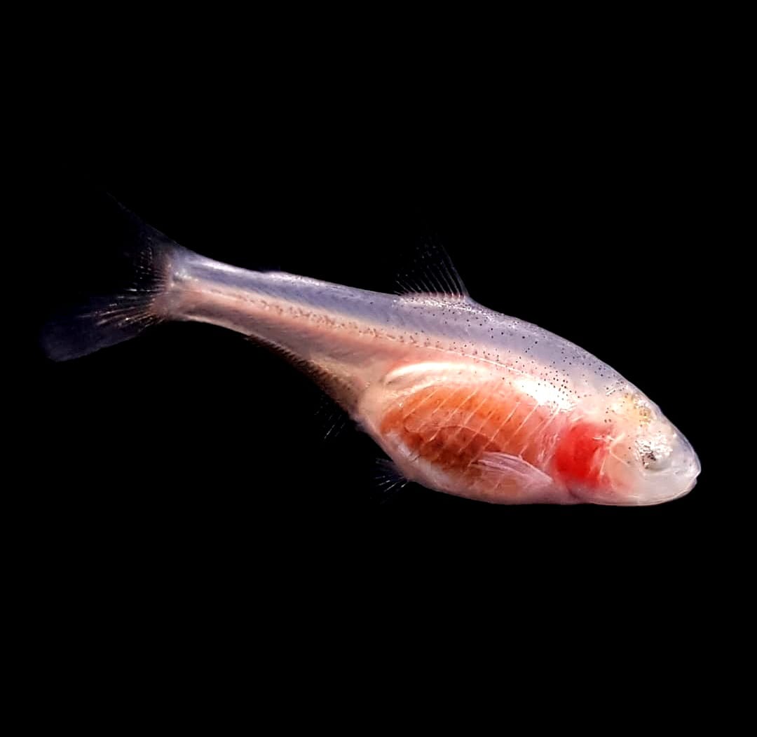 Blinder Höhlensalmler – Der faszinierende Bewohner aus den Tiefen der Höhlenwelt