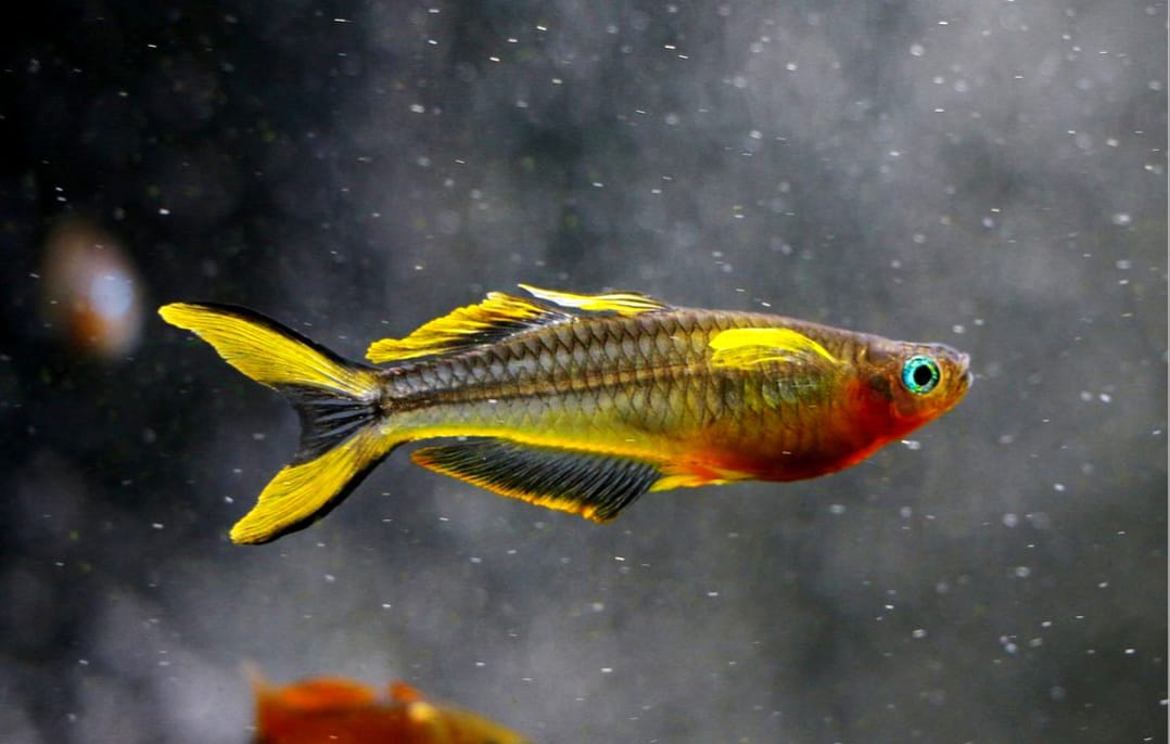 Pseudomugil furcatus – Gabelschwanz Blauauge 💙🐟