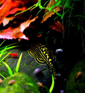 Prachtflossensauger – Sewellia lineolata 🐟🌿 - Flossensauger