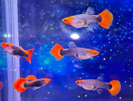 Hochzucht Guppy - Red Cap Tuxedo