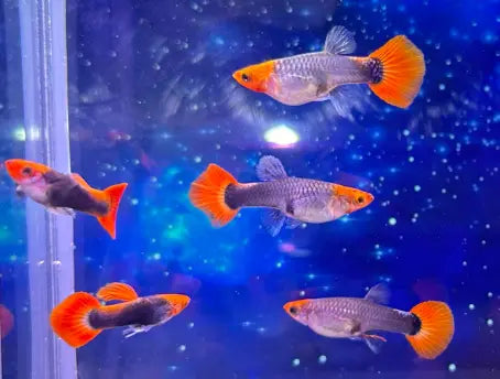 Hochzucht Guppy - 🧡🖤 Red Cap Tuxedo AquaTimo