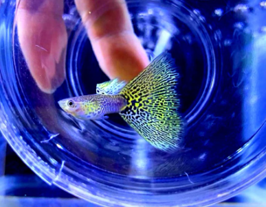 Hochzucht Guppy - Yellow Cobra