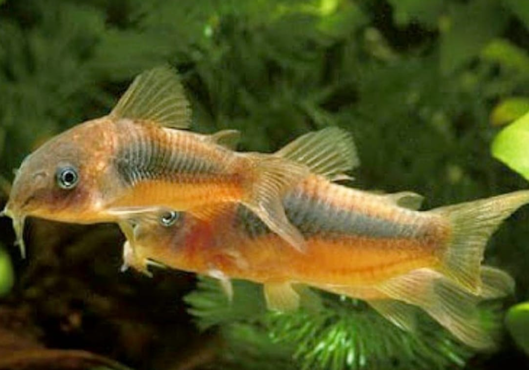 Corydoras aeneus - Metallpanzerwelse