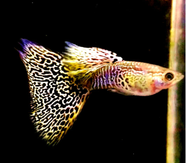 Hochzucht Guppy - Yellow Cobra