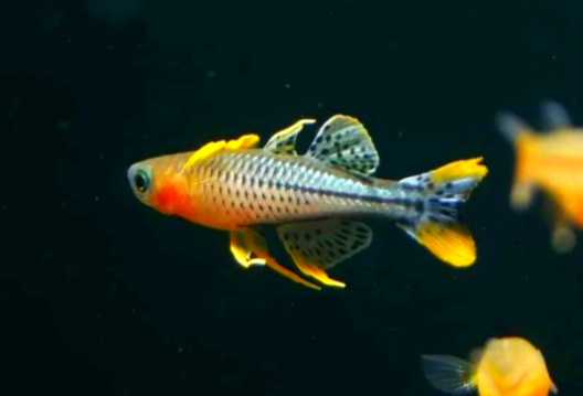 Pseudomugil gertrudae - Geflecktes Blauauge