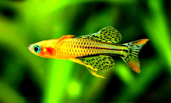 Pseudomugil gertrudae - Geflecktes Blauauge